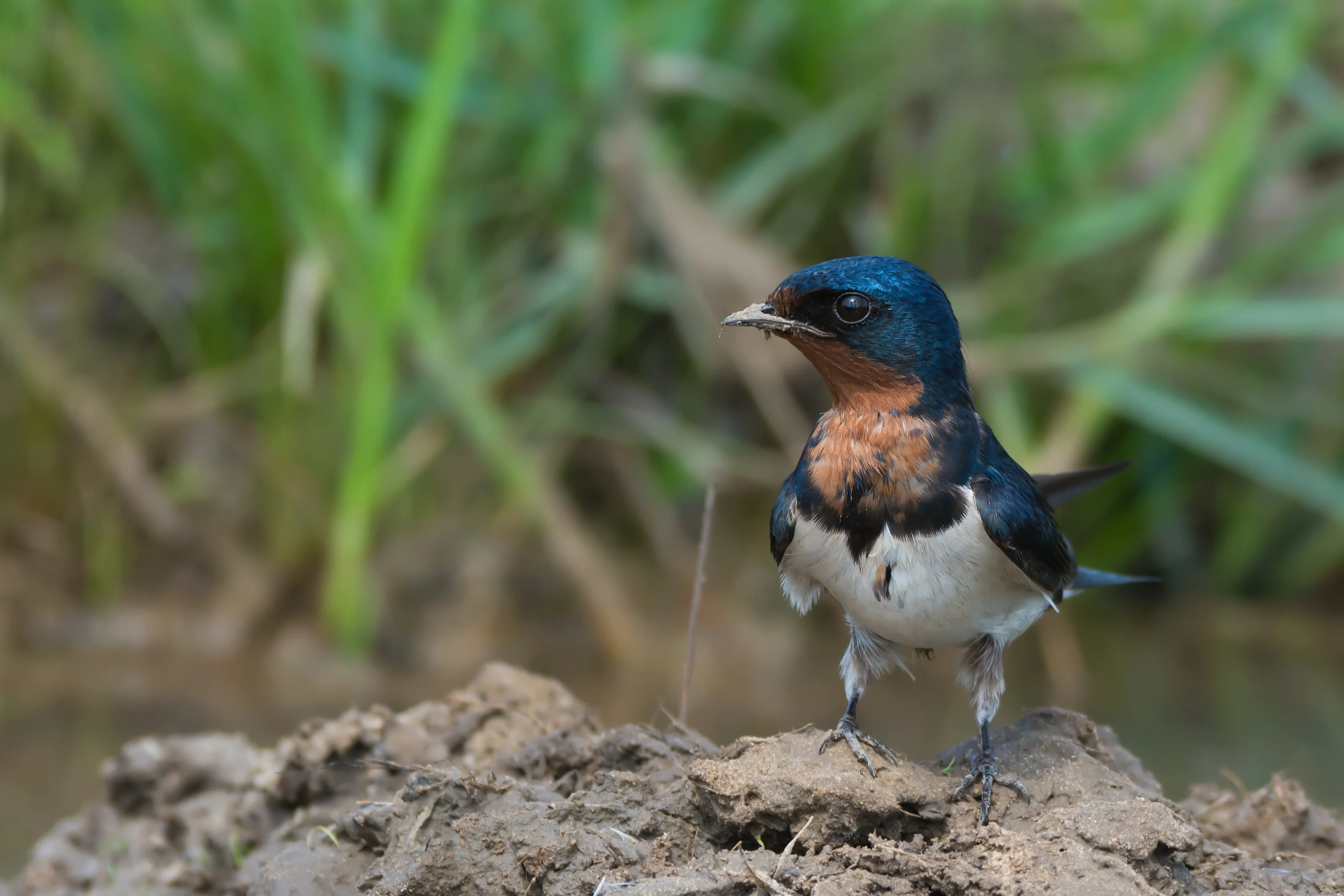 Glänzende Schwalbe (Hirundo lucida)