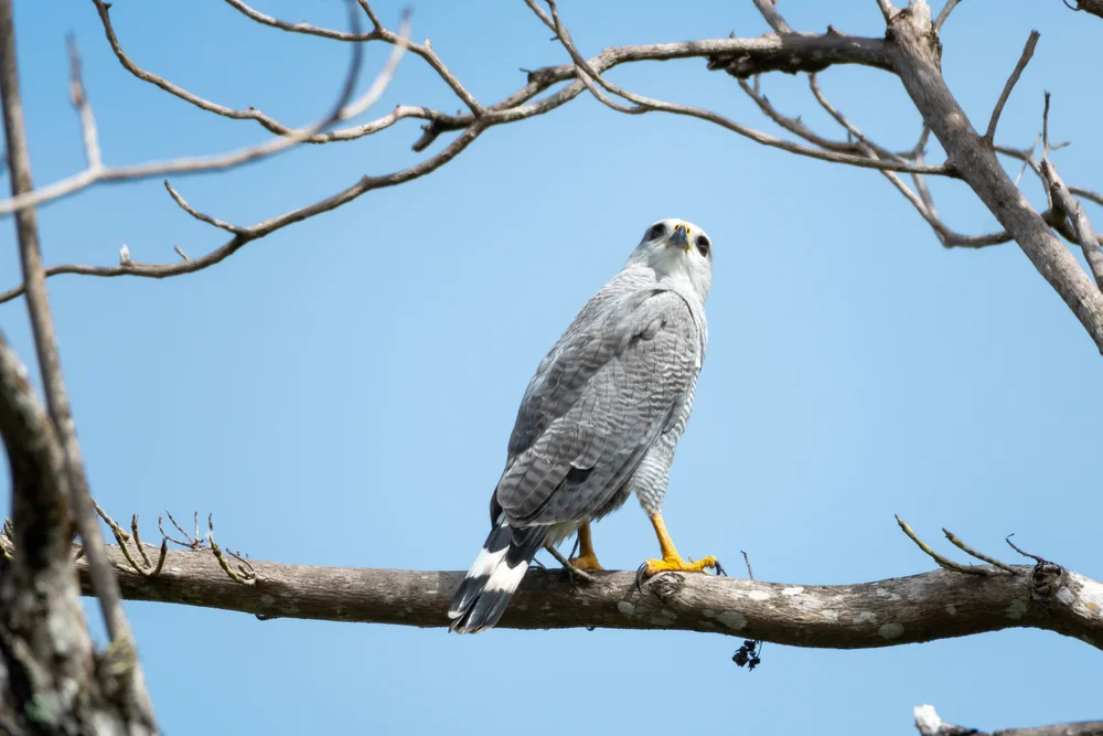 Glänzender Bussard (Buteo nitidus)