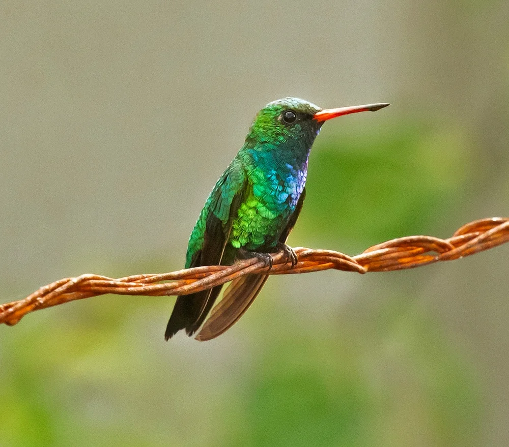Glänzender Schmuckkolibri (Chlorostilbon lucidus)