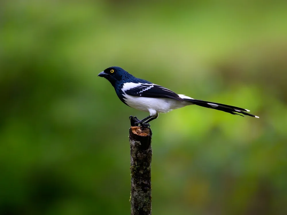 Glanz-Bergtangare (Conothraupis speculigera)