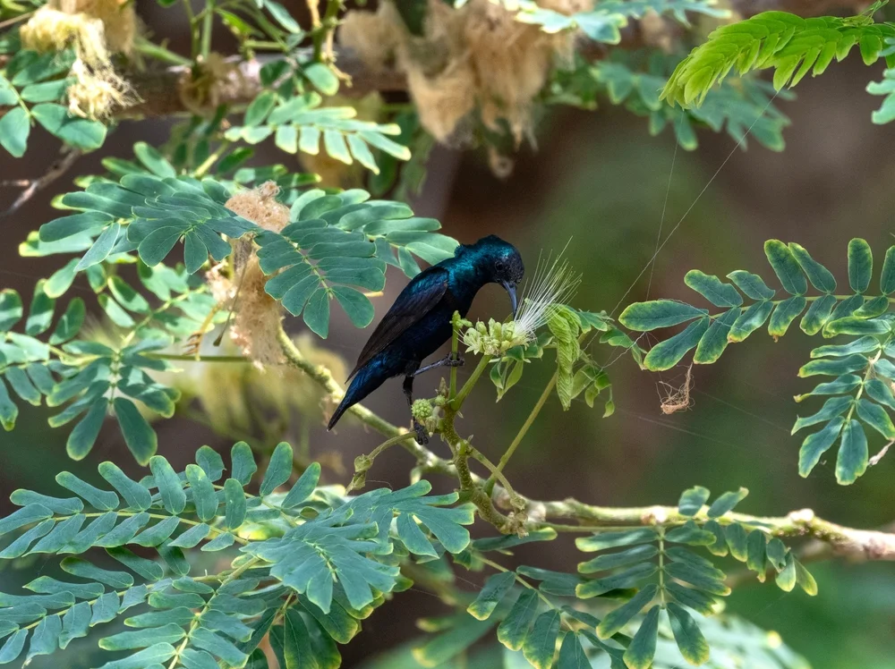 Glanz-Nektarvogel (Cinnyris minullus)