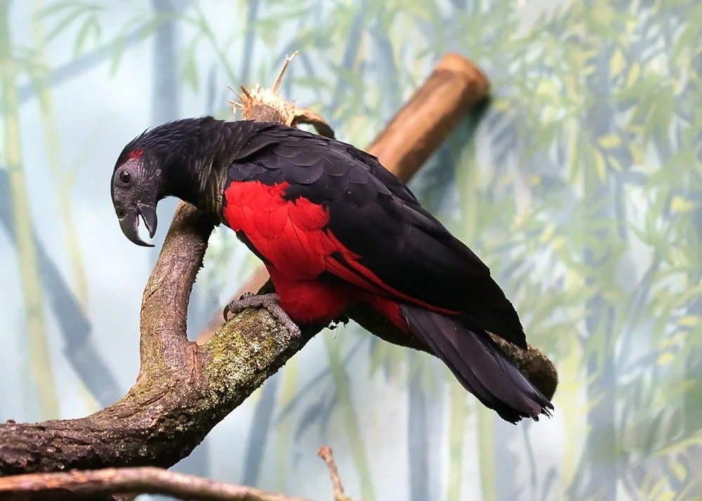 Glanzlori (Psittrichas fulgidus)