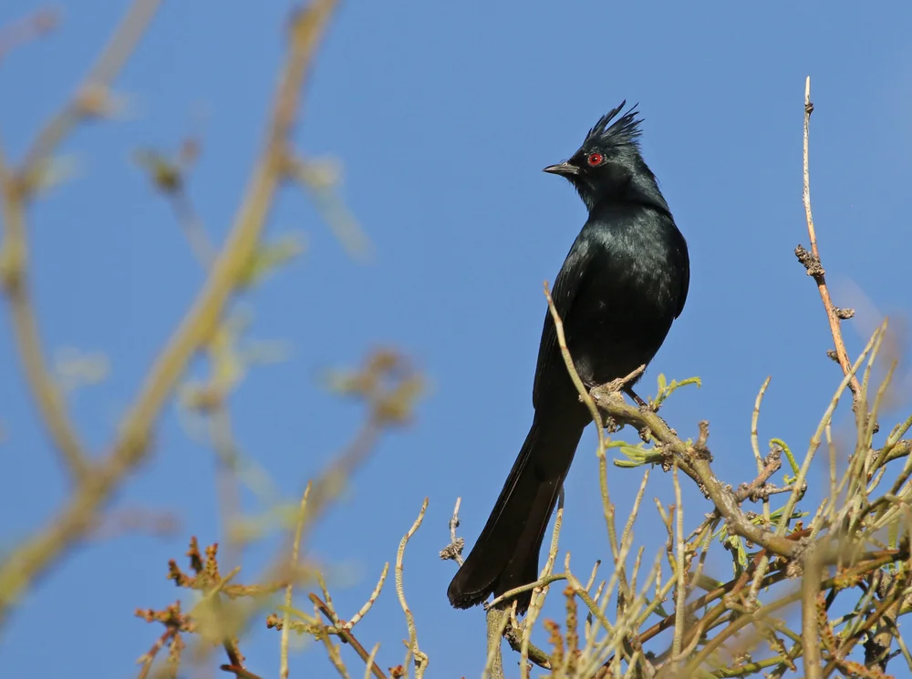 Glanzschwärzer (Phainopepla nitens)