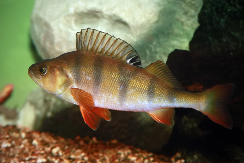 Glasaugenbarsch (Perca flavescens)