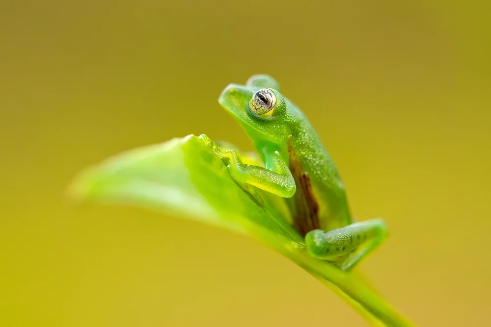 Glasfrosch