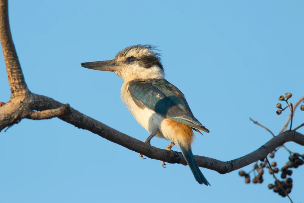 Godeffroy-Eisvogel (Todiramphus godeffroyi)