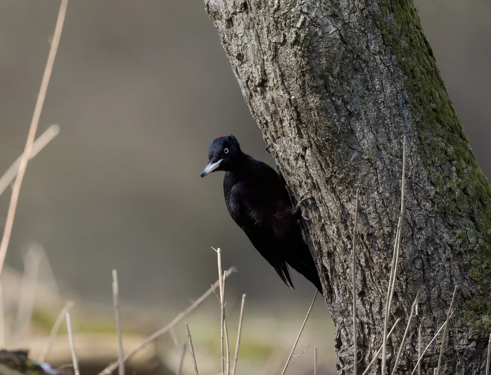 Goeldis Ameisenwürger (Myrmeciza goeldii)
