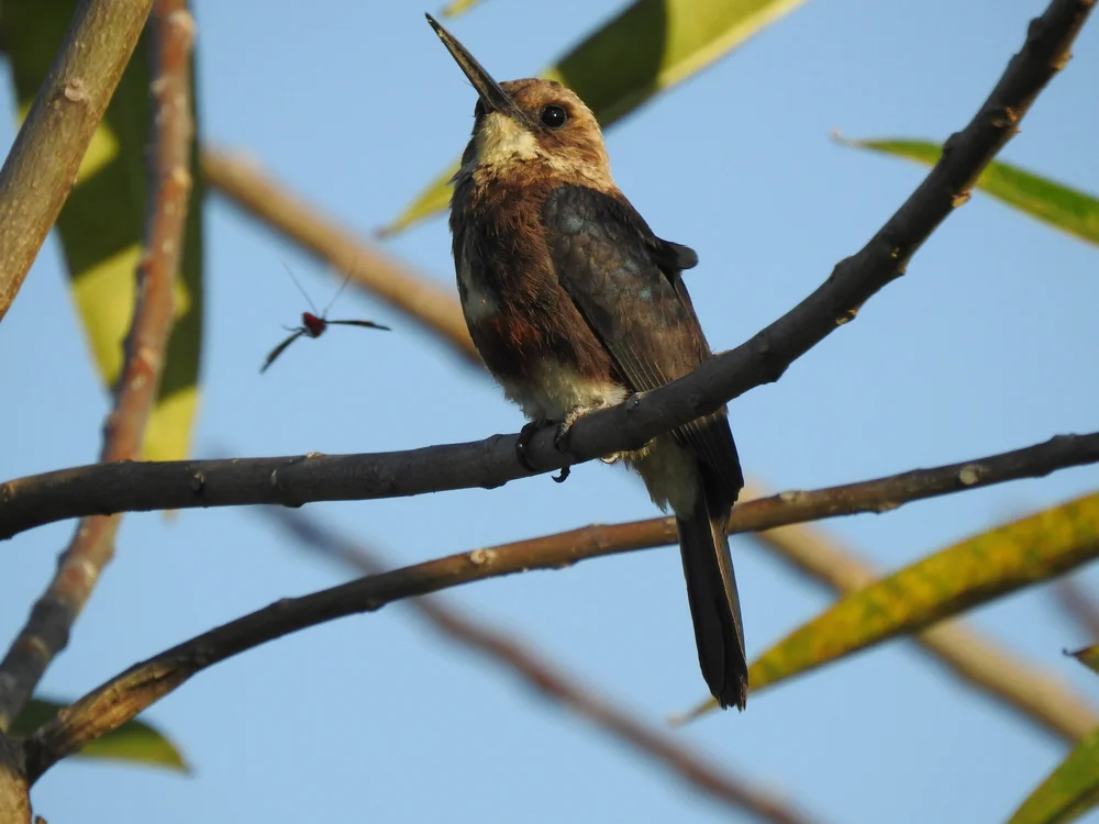 Goerings Zwergspecht (Brachygalba goeringi)