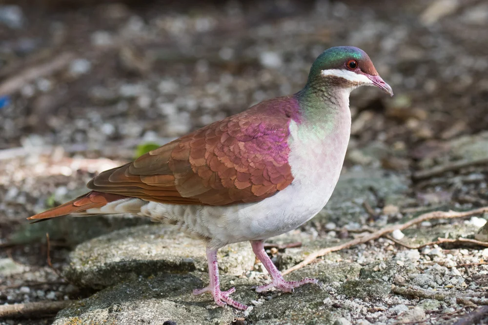 Gold-Fruchttaube (Geotrygon chrysia)