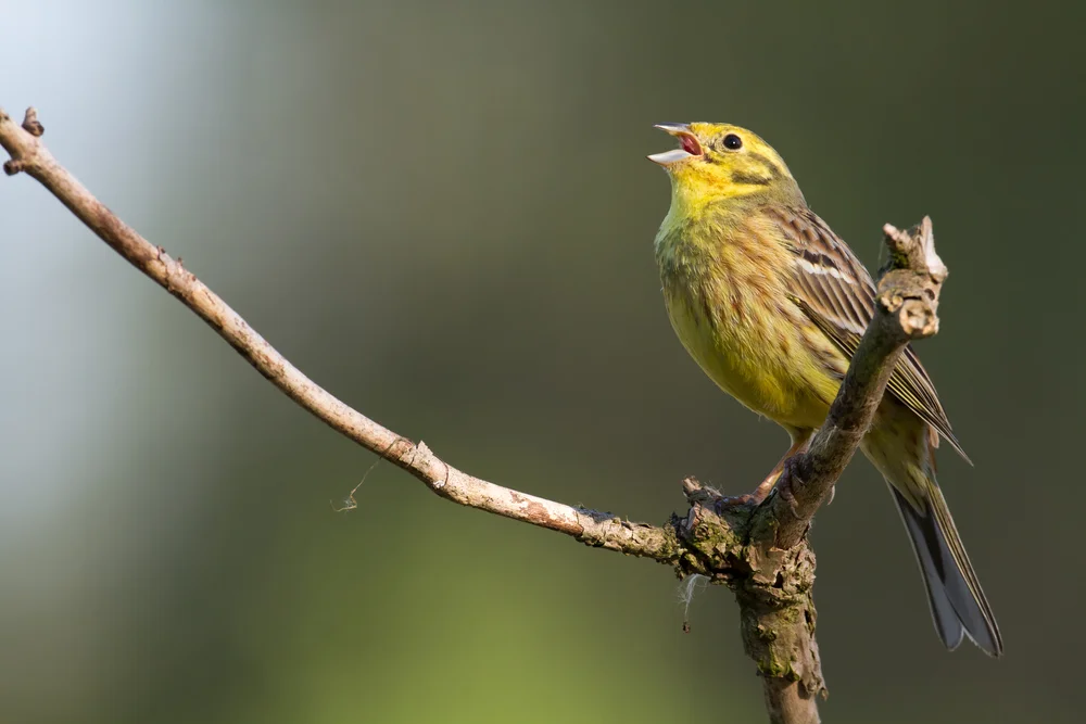 Goldammer (Emberiza citrinella)