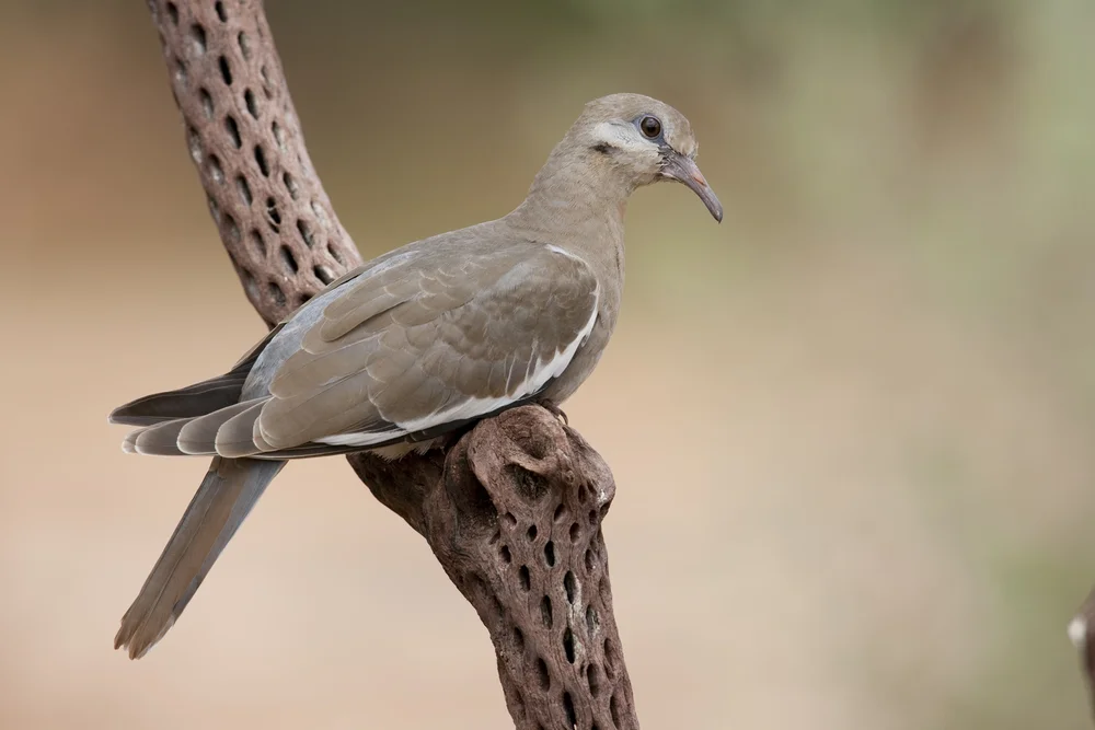 Goldaugen-Zwergtyrann (Zenaida auriculata)
