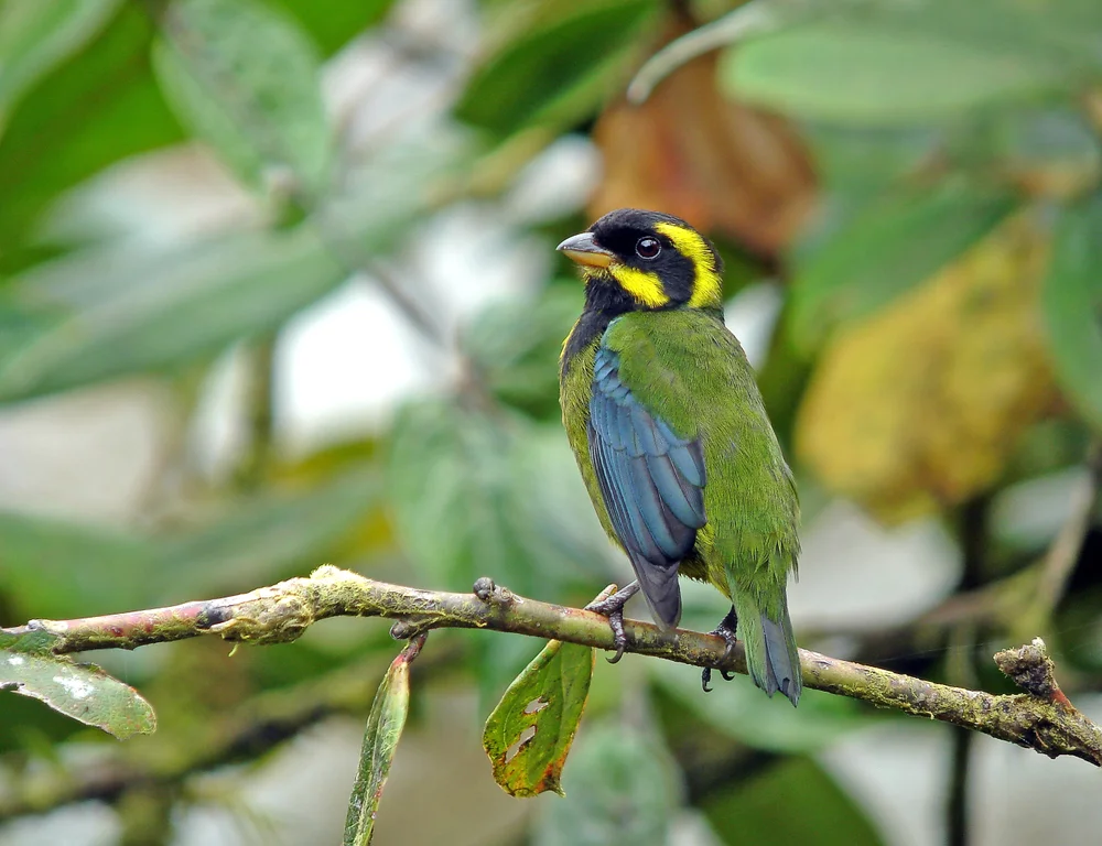 Goldbauch-Berylvogel (Bangsia aureocincta)