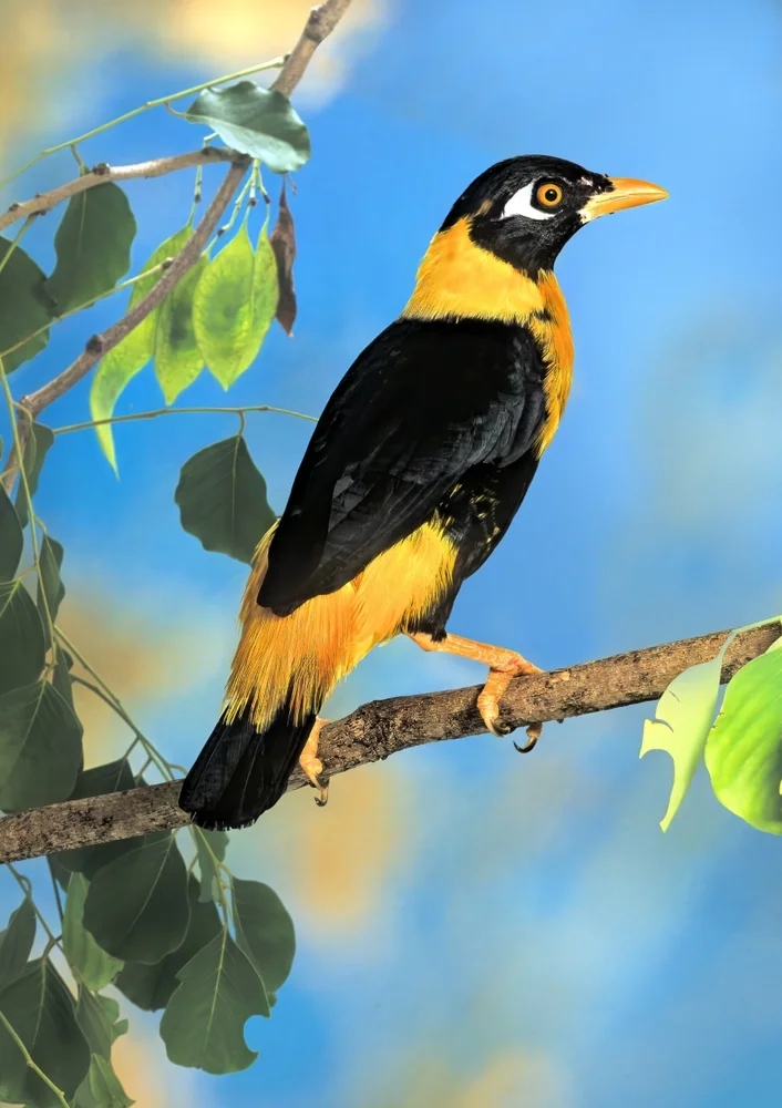 Goldbauch-Glanzvogel (Mino anats)