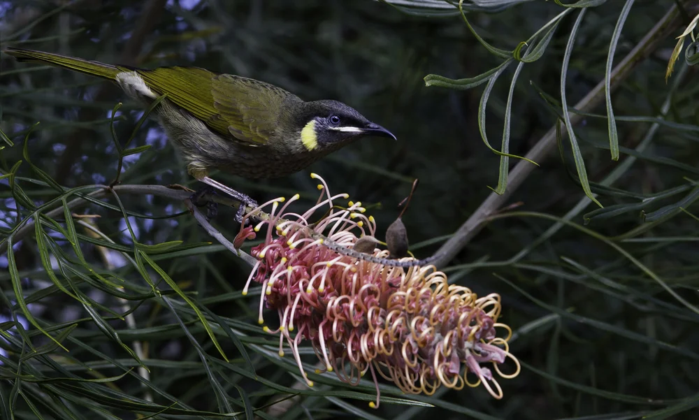 Goldbauch-Honigfresser (Meliphaga orientalis)