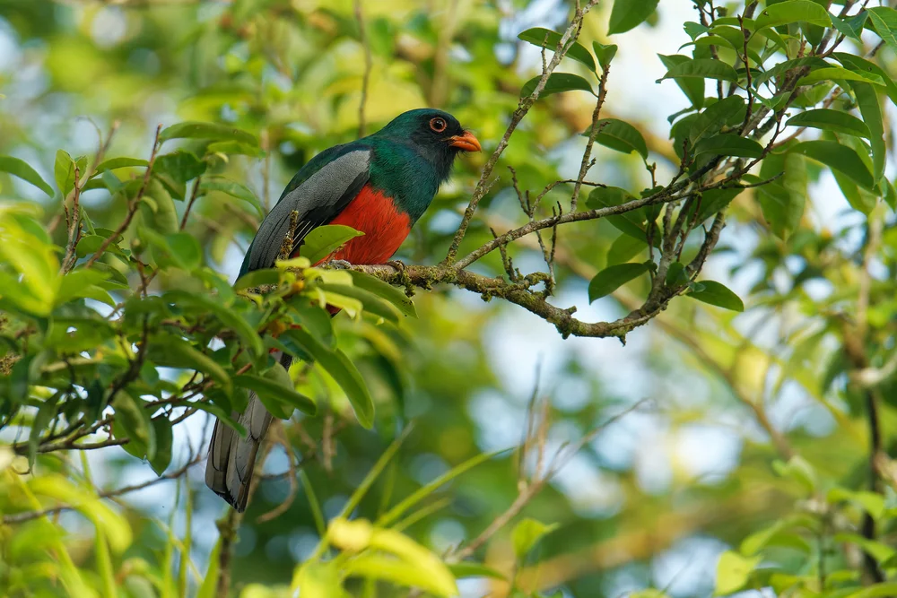 Goldbauch-Quetzal (Trogon surrucura)