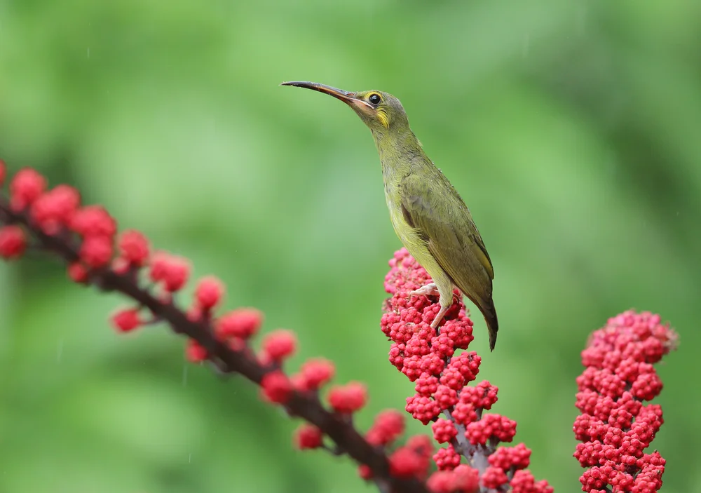 Goldbauch-Spinnenjäger (Arachnothera chrysogenys)