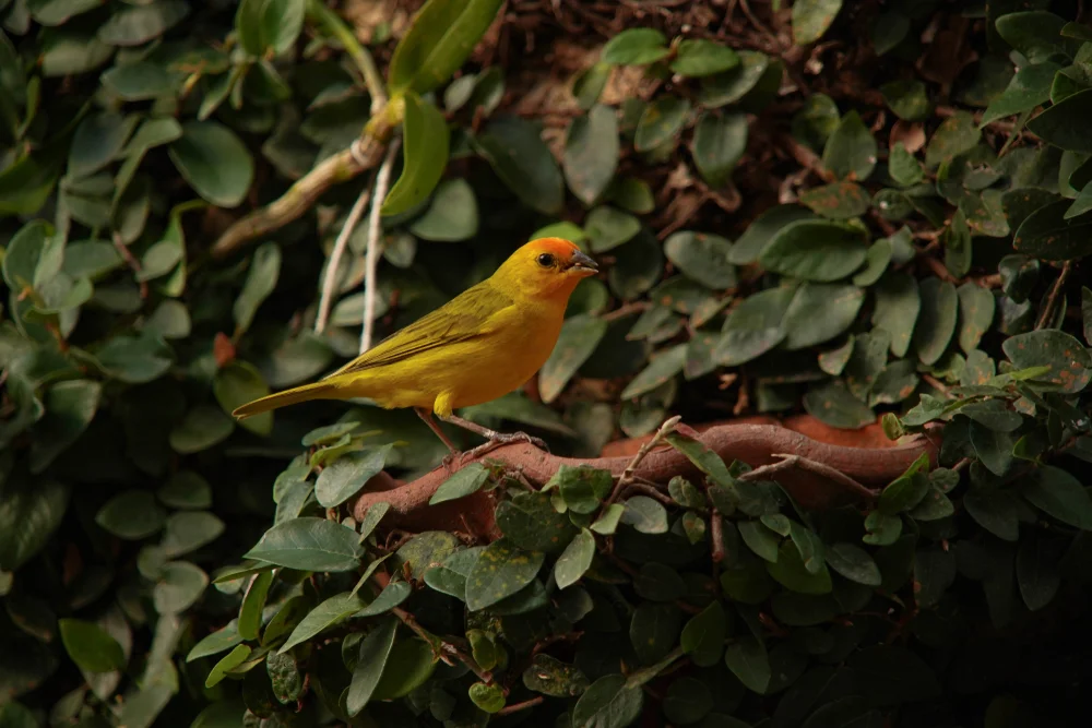 Goldbauchmarkfinke (Sicalis auriventris)