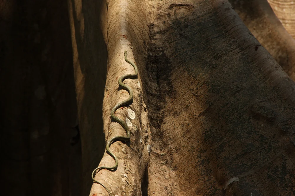 Goldbaumotter (Chrysopelea)