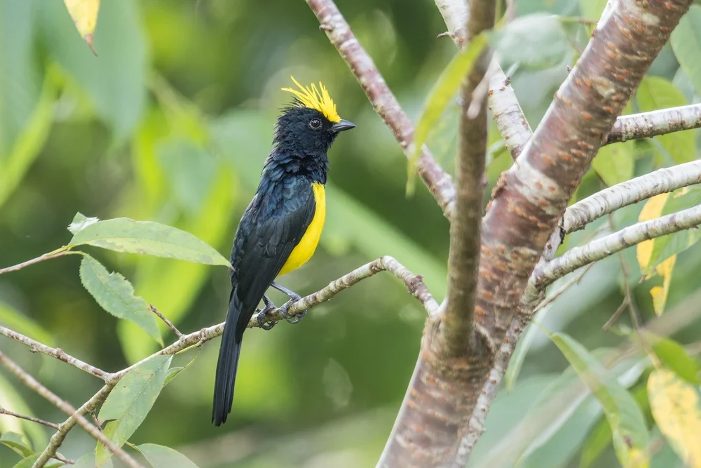 Goldbrust-Nektarvogel (Melanochlora sultanea)