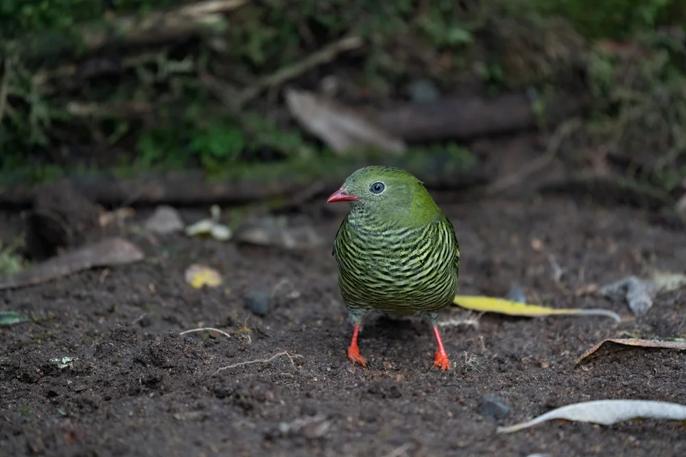 Goldbrust-Pipreola (Pipreola aureopectus)