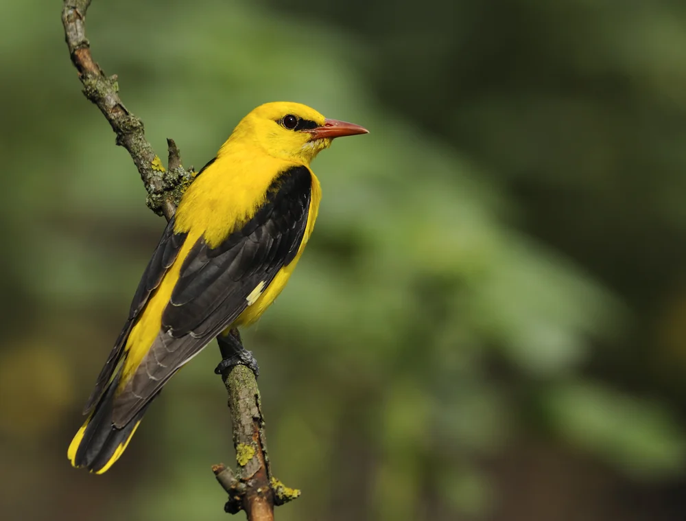 Goldbürzel-Pirol (Oriolus kundoo)