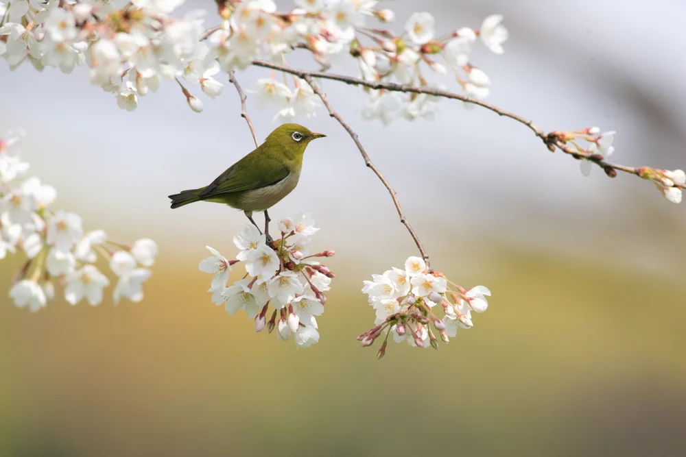 Goldenschulter-Brillenvogel (Zosterops chloronothos)