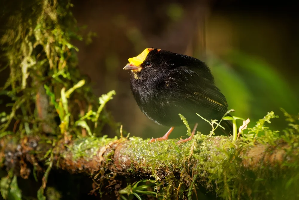 Goldflügel-Baumhopf (Masius chrysopterus)