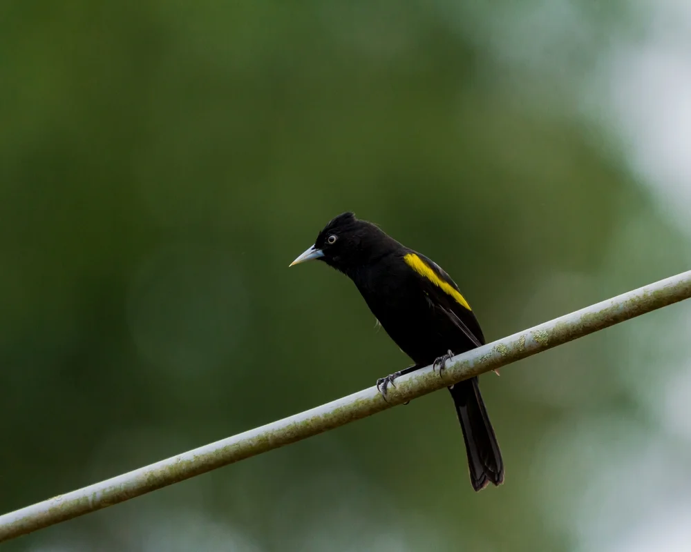 Goldflügel-Hangenkopf (Cacicus chrysopterus)