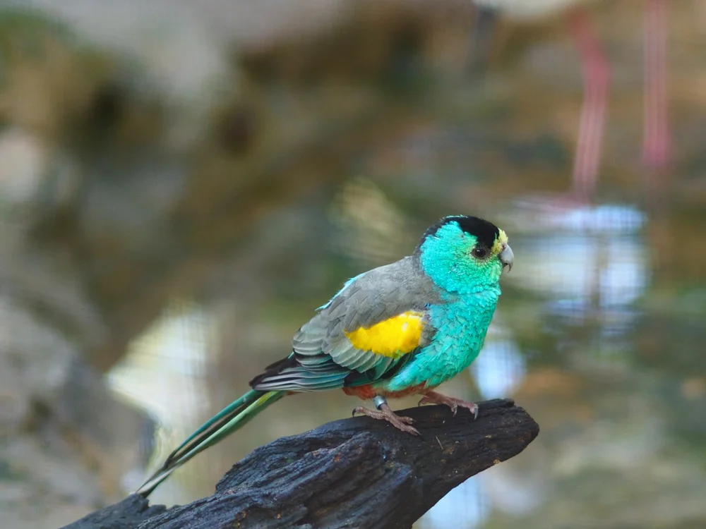 Goldflügelsittich (Psephotus chrysopterygius)