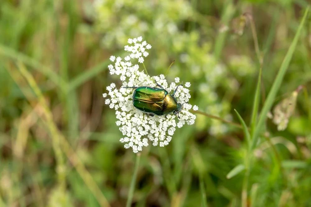Goldglänzender Rosenkäfer