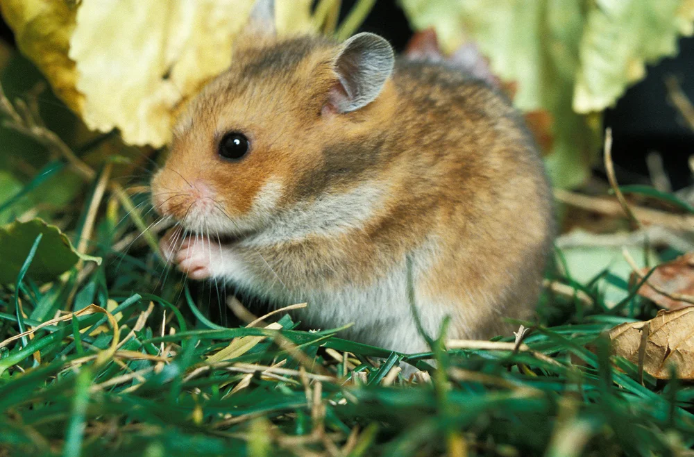 Goldhamster