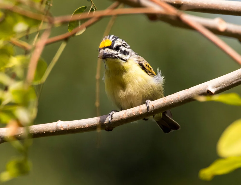 Goldkegel-Bartvogel (Pogoniulus chrysoconus)