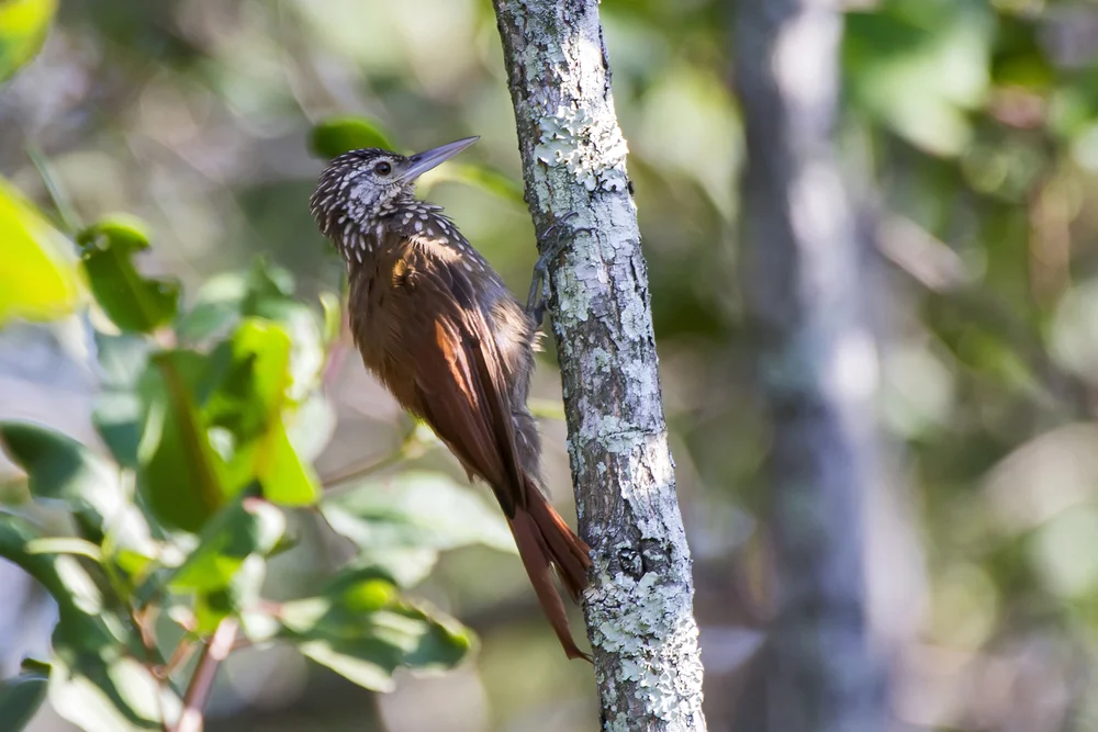Goldkehl-Baumsteiger (Dendroplex picus)