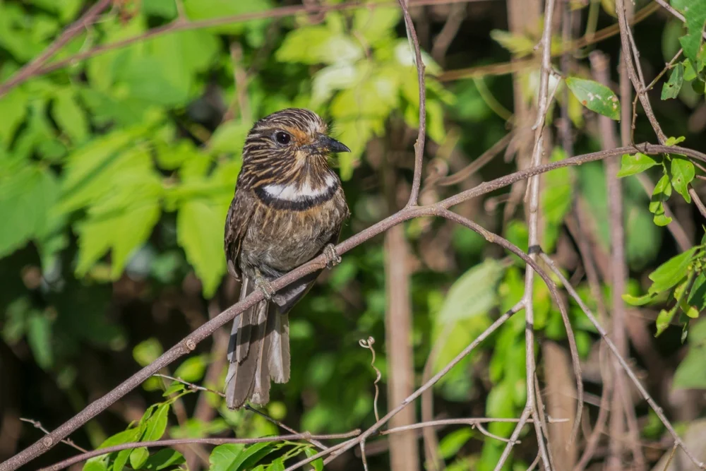 Goldkehl-Sägetyrann (Malacoptila fulvogularis)