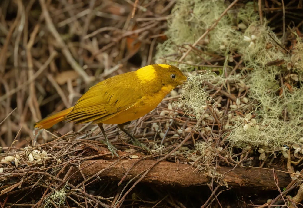 Goldkehlchen (Prionodura newtoniana)