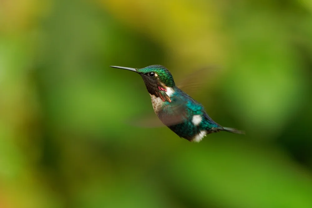 Goldkehlnymphe (Halsband-Sternkolibri)