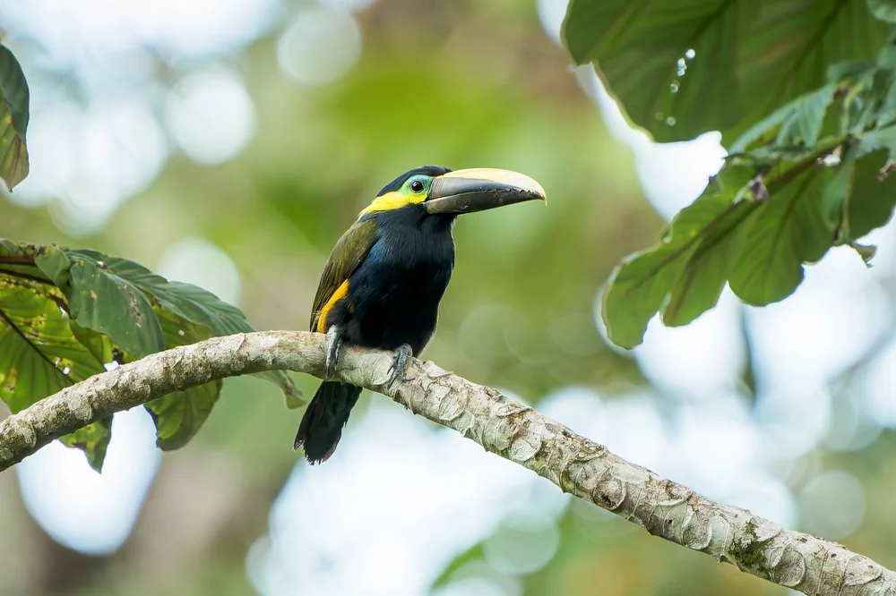 Goldkehltukan (Selenidera spectabilis)