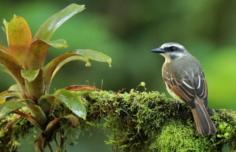 Goldkopf-Tyranne (Myiodynastes chrysocephalus)
