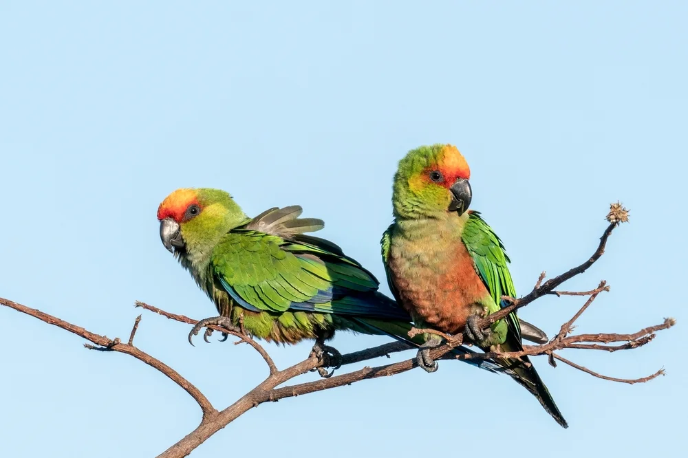 Goldkopfsittich (Aratinga auricapillus)