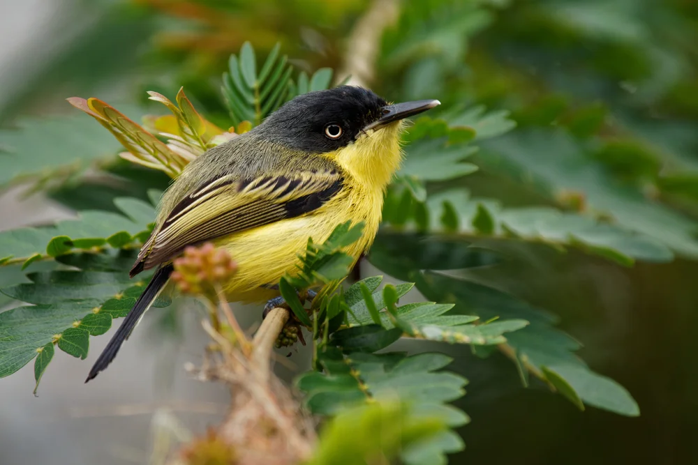 Goldkronen-Schmucktyrann (T0dirostrum chrysocrotaphum)