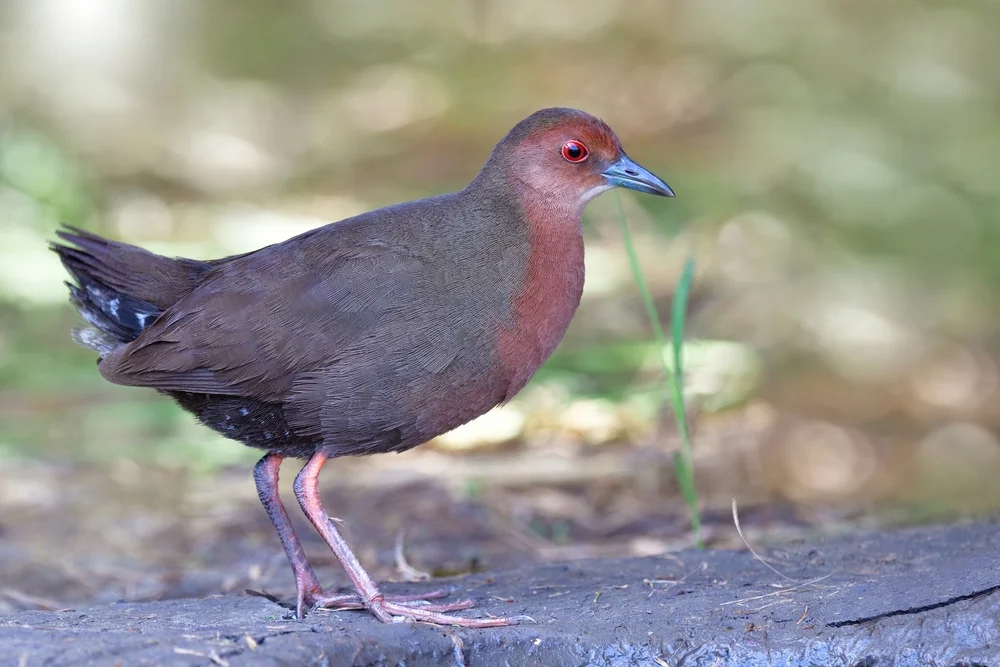 Goldmans Taube (Zapornia pusilla)