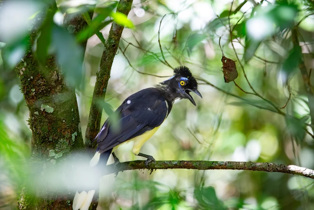 Goldmasken-Gaiskönig (Cyanocorax chrysops)