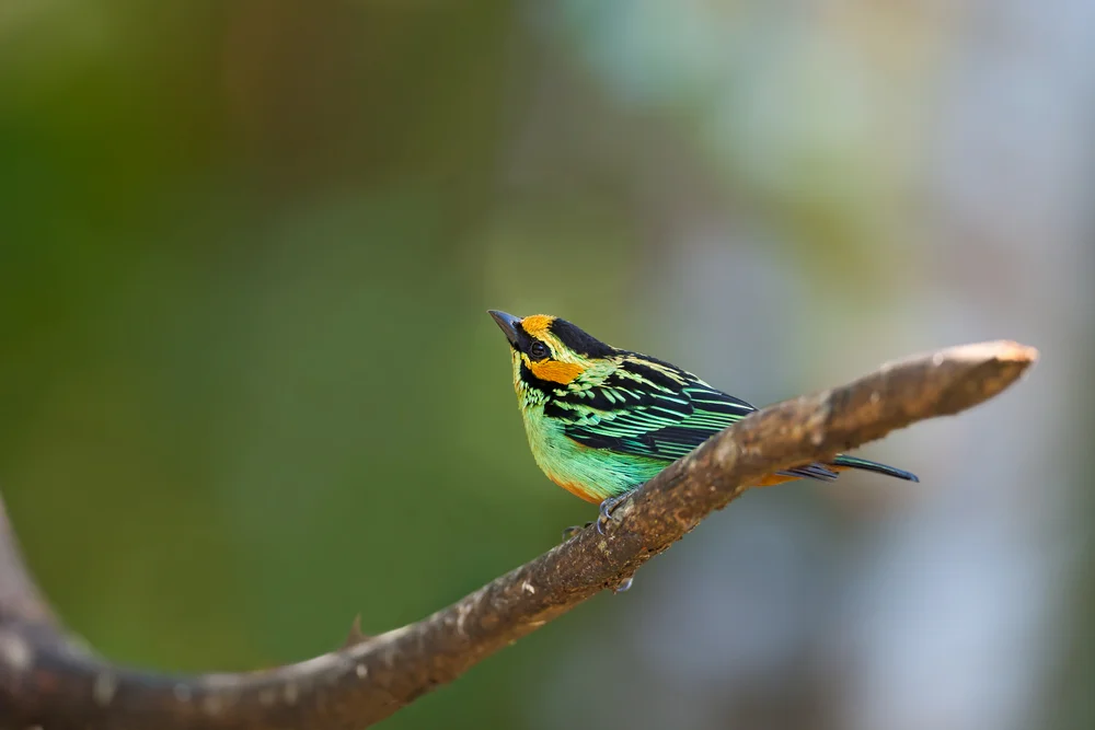 Goldohr-Tangare (Tangare chrysotis)