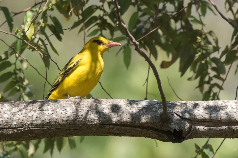 Goldpirol (Oriolus auratus)