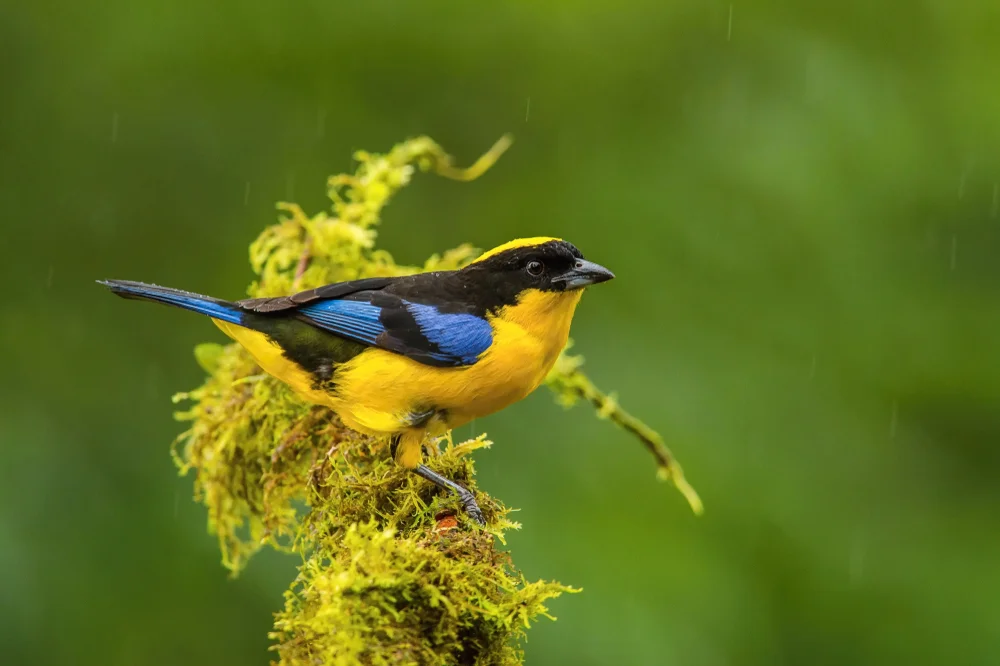 Goldrücken-Bergvogel (Cnemathraupis aureodorsalis)