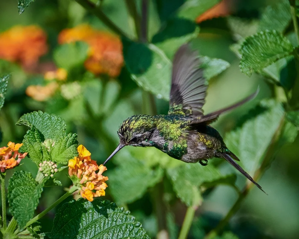Goldscheitel-Schmuckkolibri (Chlorostilbon auriceps)