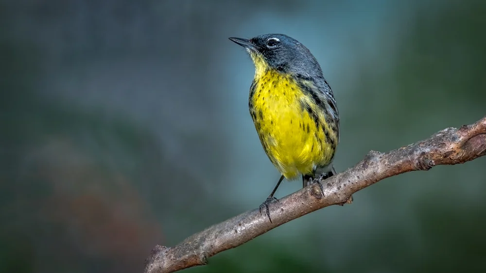 Goldscheitel-Waldsänger (Setophaga chrysoparia)
