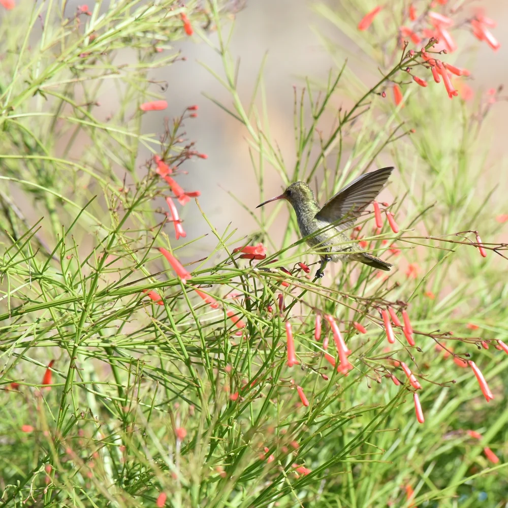 Goldschwanz-Brillantkolibri (Hylocharis chrysura)