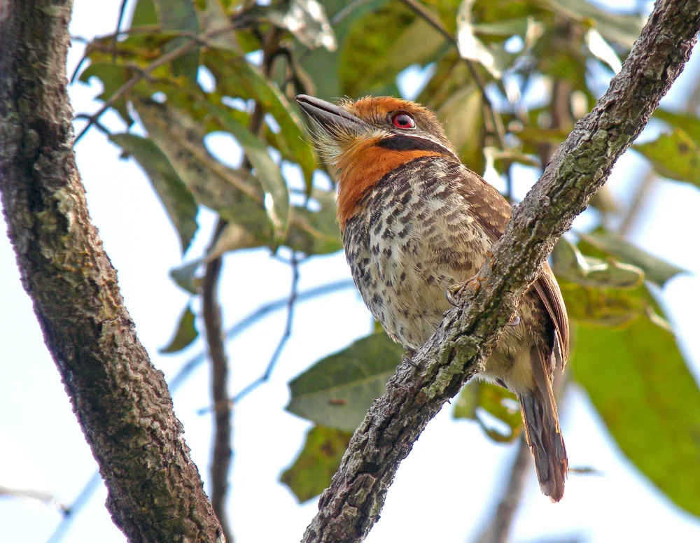 Goldstirn-Bartvogel (Bucco tamatia)