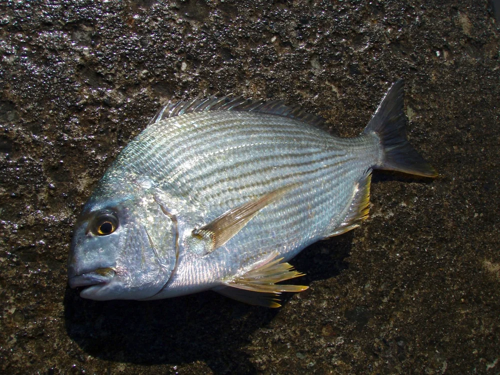 Goldstreifen-Meerbrasse (Rhabdosargus sarba)